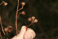 Eucalyptus tindaliae