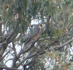 Falco longipennis