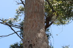 Eucalyptus tindaliae
