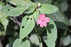 Impatiens walleriana