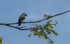 Coracina striata difficilis