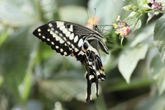 Papilio ophidicephalus