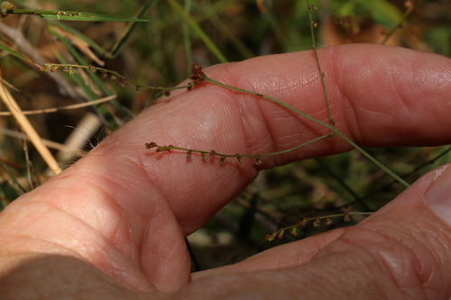 Image of Chinese Raspwort (Gonocarpus chinensis) by (c) Greg Tasney, some rights reserved (CC BY-SA)
