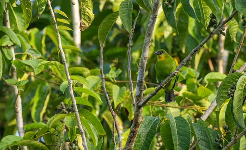 Yellow-throated Leafbird (Chloropsis palawanensis), photo 8