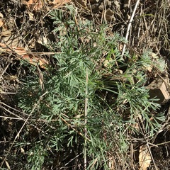 Eschscholzia californica