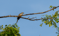 Cacomantis merulinus