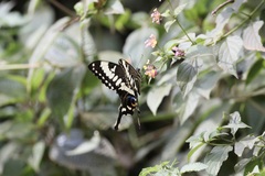 Papilio ophidicephalus
