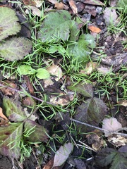 Claytonia perfoliata