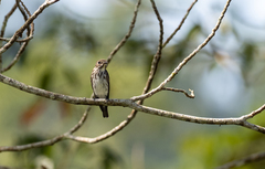 Muscicapa griseisticta