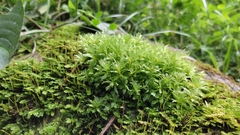 Plagiothecium denticulatum