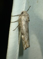 Lithomoia germana