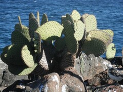 Opuntia galapageia