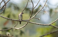 Muscicapa griseisticta