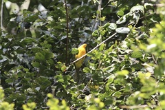 Telophorus nigrifrons