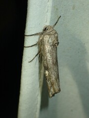 Lithomoia germana