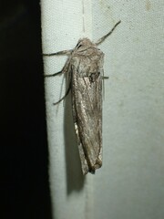 Lithomoia germana