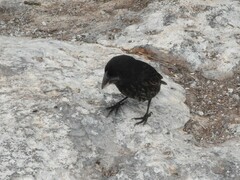 Geospiza conirostris