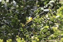 Telophorus nigrifrons