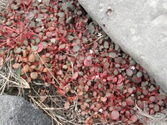 Trianthema portulacastrum