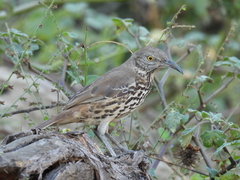 Toxostoma cinereum