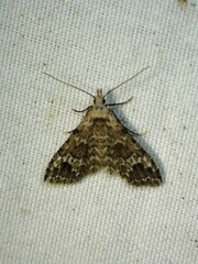 Alucita adriendenisi