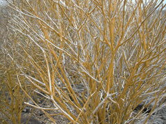 Parkinsonia aculeata