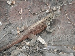 Microlophus delanonis