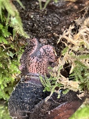 Monadenia infumata
