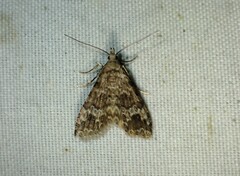 Alucita adriendenisi