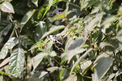 Papilio ophidicephalus