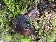 Monadenia infumata