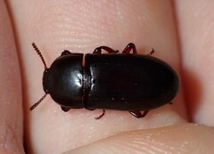Uloma tenebrionoides