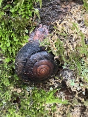 Monadenia infumata