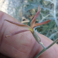 Lyrocarpa coulteri
