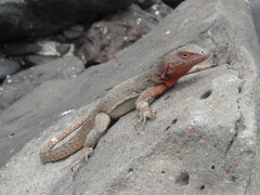 Microlophus delanonis