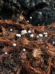 Paragymnopus sequoiae