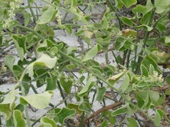 Cryptocarpus pyriformis