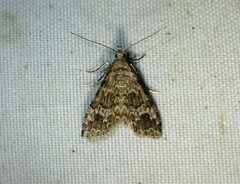 Alucita adriendenisi