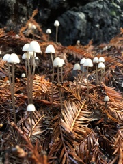 Paragymnopus sequoiae