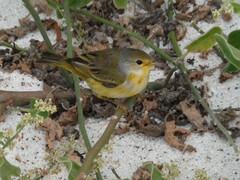 Setophaga petechia aureola