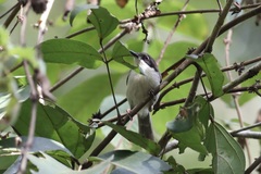 Apalis melanocephala