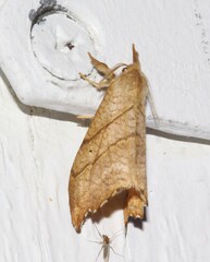 Drepana bilineata