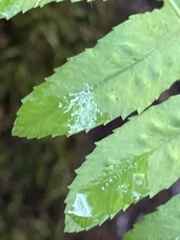 Polypodium glycyrrhiza