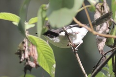Apalis melanocephala