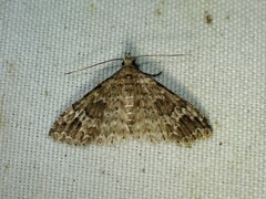 Alucita adriendenisi