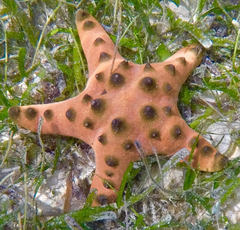 Protoreaster nodosus