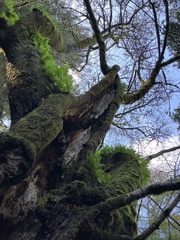 Polypodium glycyrrhiza