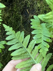 Polypodium glycyrrhiza