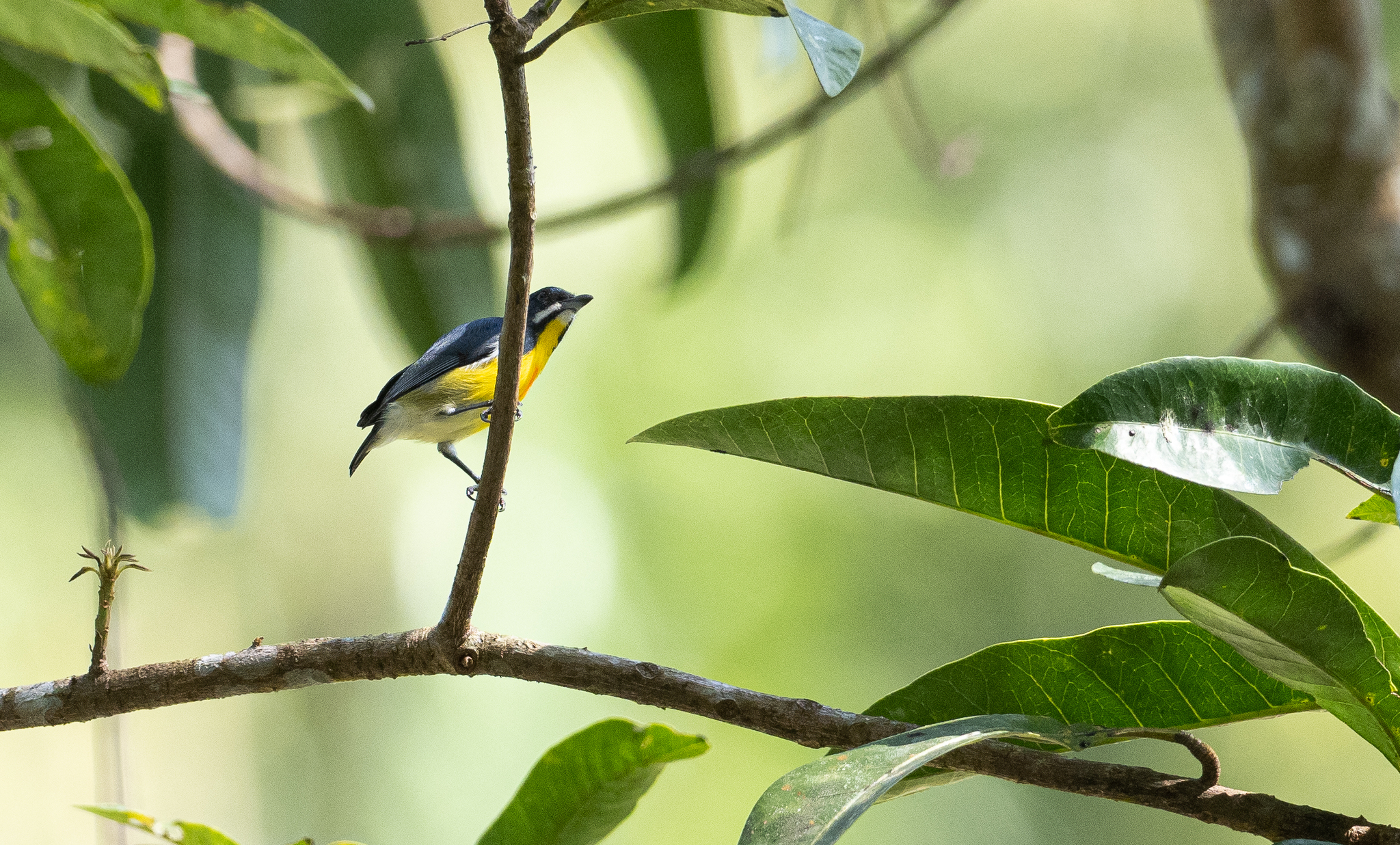 Palawan Flowerpecker (Prionochilus plateni), photo 7