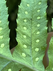 Polypodium glycyrrhiza